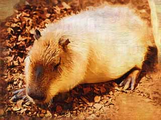 illustration,material,free,landscape,picture,painting,color pencil,crayon,drawing,Capybara, Capybara, Rat, Mouse, Afternoon Nap