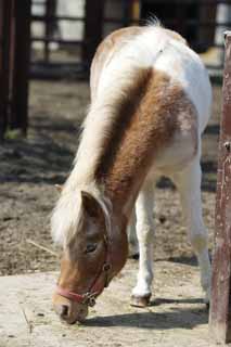 fotografia, materiale, libero il panorama, dipinga, fotografia di scorta,Cavallo, Cavallo, , , Criniera