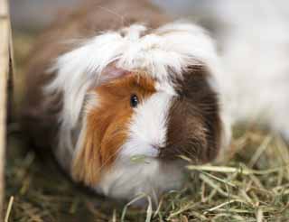 Foto, materiell, befreit, Landschaft, Bild, hat Foto auf Lager,Cavia, Maus, Ratte, Es TENJI-Ratte, Das Liebkosen