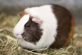 Foto, materieel, vrij, landschap, schilderstuk, bevoorraden foto,Cavia, Muis, Rat, Het TENJI rat, Aaiend