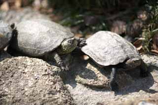 photo,material,free,landscape,picture,stock photo,Creative Commons,Reeve's Turtle, Tortoise, Urn, Turtle, Reptile