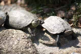 Foto, materiell, befreit, Landschaft, Bild, hat Foto auf Lager,Reeve's Turtle, Schildkrte, Urne, , Reptil