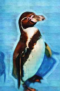 illustration,material,free,landscape,picture,painting,color pencil,crayon,drawing,Humboldt penguin, PEN Ginga, Penguin, YOCHIYOCHI walk, Bill