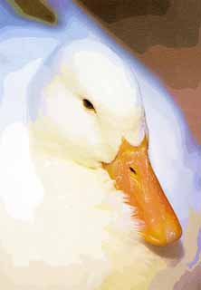 illust, matire, libre, paysage, image, le tableau, crayon de la couleur, colorie, en tirant,Canards, AHIRU, Canards, Canard, Blanc