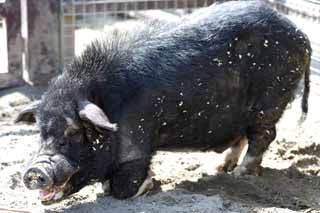 Foto, materieel, vrij, landschap, schilderstuk, bevoorraden foto,Mini Pig, Dek, Varken, , Varkensvlees