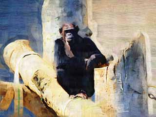 illust, materiale, libero panorama, ritratto dipinto, matita di colore disegna a pastello, disegnando,Scimpanz, Chindonya-PANJI, Scimmie, Scimmia, Grande scimmia
