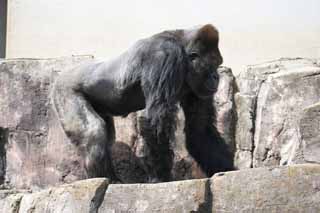 , , , , ,  .,,  GORI, Gorilla, Hominid, Silverback