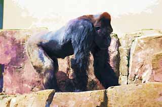 illust, material, livram, paisagem, quadro, pintura, lpis de cor, creiom, puxando,Gorilla, Eles GORI, Gorila, Hominid, Silverback