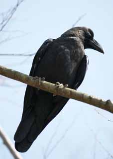 Foto, materiell, befreit, Landschaft, Bild, hat Foto auf Lager,Crow, KARASU, Krhe, Seidig, Rabe