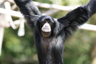 Foto, materiell, befreit, Landschaft, Bild, hat Foto auf Lager,Siamang, Neugierig, Affen, SHIAMAN, S. syndactylus