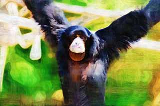 ,,, ,,,   , ,.  

Siamang, , ., , . Syndactylus