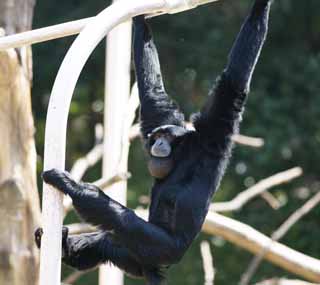 Foto, materiell, befreit, Landschaft, Bild, hat Foto auf Lager,Siamang, Neugierig, Affen, SHIAMAN, S. syndactylus