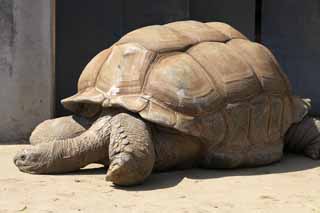 foto,tela,gratis,paisaje,fotografa,idea,Tortuga gigante de Aldabra, Tortugas de regin, Tortuga, Tortuga gigante, Shell