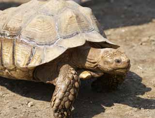 photo,material,free,landscape,picture,stock photo,Creative Commons,African Spurred Tortoise, Land tortoises, Tortoise, Giant tortoise, Shell