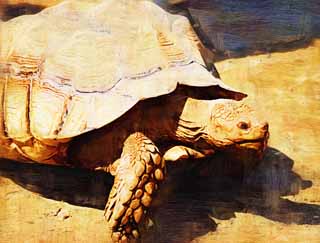 illust, matire, libre, paysage, image, le tableau, crayon de la couleur, colorie, en tirant,Tortue sillonne, Tortues de terre, Tortue, Tortue gante, Coquille