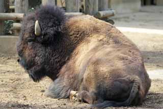 Foto, materieel, vrij, landschap, schilderstuk, bevoorraden foto,Amerikaanse bizon, Artiodactyla, Buffalo, Bizon, 