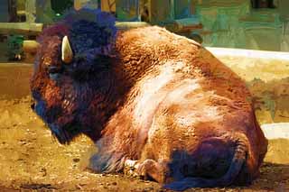 illustration,material,free,landscape,picture,painting,color pencil,crayon,drawing,American bison, Artiodactyla, Buffalo, Bison, 