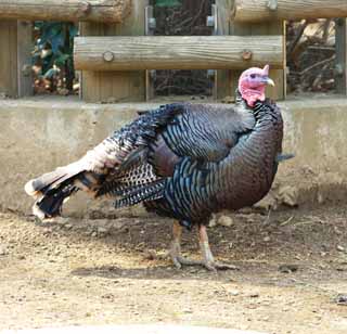 Foto, materieel, vrij, landschap, schilderstuk, bevoorraden foto,Turkije, Wilde turkije, , Kerst afwas, Ham