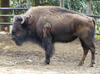 photo,material,free,landscape,picture,stock photo,Creative Commons,American bison, Artiodactyla, Buffalo, Bison, 