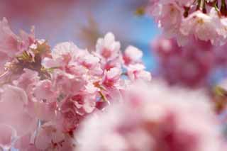 foto,tela,gratis,paisaje,fotografa,idea,Cherry Pink, Sakura, , Cereza, 