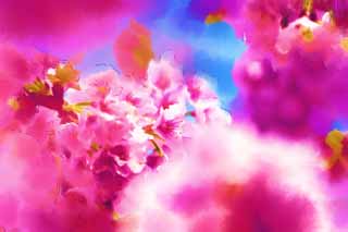 illust, matire, libre, paysage, image, le tableau, crayon de la couleur, colorie, en tirant,Cherry Pink, Sakura, , Cerise, 