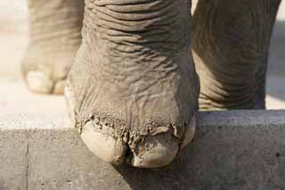 fotografia, materiale, libero il panorama, dipinga, fotografia di scorta,Elefante asiatico del piede, L'elefante, Elefante, , Naso lungo