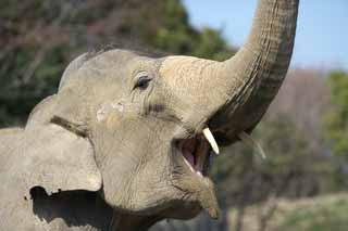 Foto, materieel, vrij, landschap, schilderstuk, bevoorraden foto,Aziatische olifant, Ht Olifants, Olifants, , Lange neus