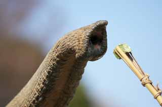 fotografia, materiale, libero il panorama, dipinga, fotografia di scorta,Asian elephantnose, L'elefante, Elefante, , Naso lungo