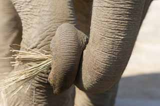 fotografia, materiale, libero il panorama, dipinga, fotografia di scorta,Elefante asiatico il naso pulito, L'elefante, Elefante, , Naso lungo