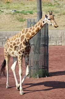 Foto, materieel, vrij, landschap, schilderstuk, bevoorraden foto,Reticulatad giraffe, Wonder, Giraffe, Kylin, Lange nek