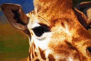 illust, , , , , ,  ,  , .,Reticulatad   , , Giraffe, Kylin,  