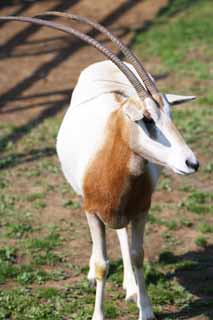 fotografia, materiale, libero il panorama, dipinga, fotografia di scorta,Scimitarra Oryx, Orix, Animale che pascola, Tsunoda, Antilope