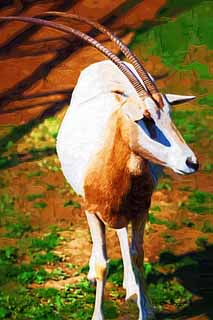 illustration,material,free,landscape,picture,painting,color pencil,crayon,drawing,Scimitar Oryx, Orix, Grazing animal, Tsunoda, Antelope