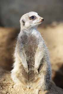 Foto, materiell, befreit, Landschaft, Bild, hat Foto auf Lager,Meerkat, Warnung, TIMON, Meerkat, Kleine Tiere