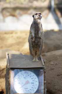 Foto, materieel, vrij, landschap, schilderstuk, bevoorraden foto,Stokstaartje, Waarschuwing, TIMON, Meerkat, Kleine beesten