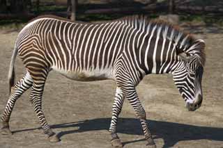 , , , , ,  .,Grevy  , , , Grazing , Striped