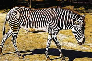 illust, material, livram, paisagem, quadro, pintura, lpis de cor, creiom, puxando,Grevy da zebra, Zebra, , Pastando animal, Raiado