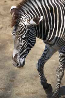 fotografia, material, livra, ajardine, imagine, proveja fotografia,Grevy da zebra, Zebra, , Pastando animal, Raiado