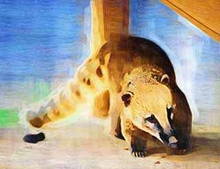 illustration,material,free,landscape,picture,painting,color pencil,crayon,drawing,Nasua nasua, Raccoon, The bear's nose, Coati, Flowing tail