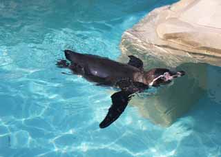 photo,material,free,landscape,picture,stock photo,Creative Commons,Humboldt penguin, PEN Ginga, Penguin, YOCHIYOCHI walk, Bill