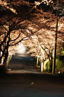 fotografia, materiale, libero il panorama, dipinga, fotografia di scorta,Un'andata per vedere di notte fiori ciliegio tunnel, albero ciliegio, , , albero della strada