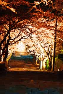 illust, matire, libre, paysage, image, le tableau, crayon de la couleur, colorie, en tirant,Un dpart voir le soir des fleurs de la cerise tunnel, arbre de la cerise, , , arbre au bord de la route