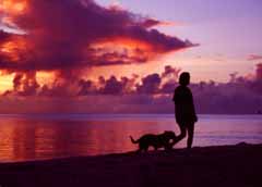 photo,material,free,landscape,picture,stock photo,Creative Commons,Walk in the evening, setting sun, cloud, dog, sea