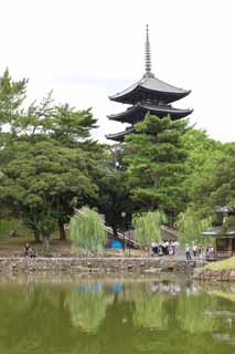 photo, la matire, libre, amnage, dcrivez, photo de la rserve,Un tang de Sarusawa, saule, tang, Nara-koen se garent, attraction touristique