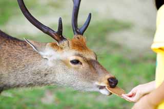 photo,material,free,landscape,picture,stock photo,Creative Commons,A deer rice cracker, , deer, feeding, deer rice cracker