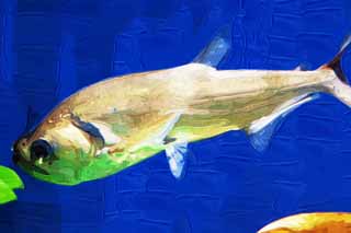 illust,tela,gratis,paisaje,fotografa,idea,pintura,Lpiz de color,dibujo,Un pez en Amazon, La zona tropical, La selva, Peces de agua dulce, Peces tropicales