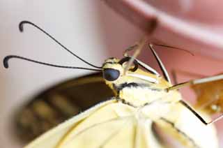 Foto, materieel, vrij, landschap, schilderstuk, bevoorraden foto,Een gemeenschappelijk geel swallowtail, Vlinder, , , Meng ogen