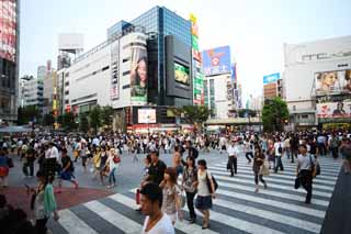 photo, la matire, libre, amnage, dcrivez, photo de la rserve,La traverse de Poste Shibuya, En ville, marcheur, passage clout, foule