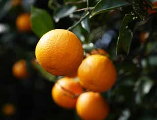 Foto, materieel, vrij, landschap, schilderstuk, bevoorraden foto,Een hassaku sinaasappel, Citrus vruchten, , Vrucht, Mandarijn sinaasappel