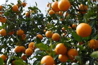 fotografia, materiale, libero il panorama, dipinga, fotografia di scorta,Un'arancia di hassaku, L'agrume fruttifica, , Frutta, arancia di mandarino